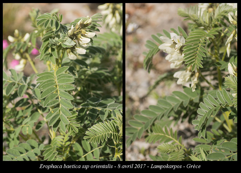 Erophaca-baetica-ssp-orientalis2